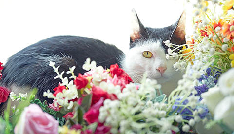 花猫