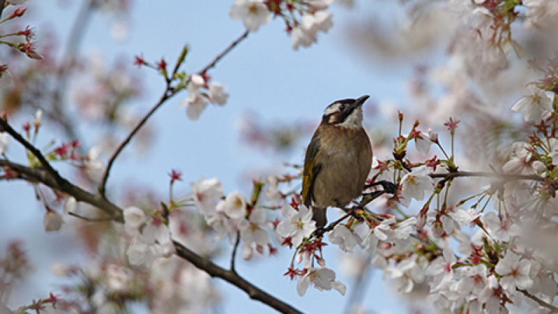 优麒麟 17.04 桌面壁纸新鲜出炉